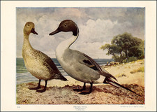 1900 vintage print for sale  Carmel Valley