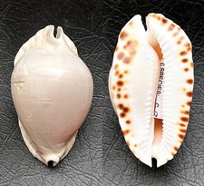 Conchiglia shell cypraea usato  Roma