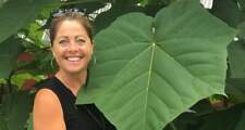 250 empress tree for sale  Russell