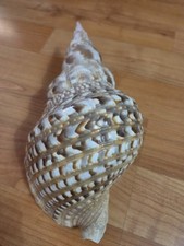 Beautiful trumpet seashell for sale  Scottsdale