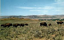 Buffalo west america for sale  USA