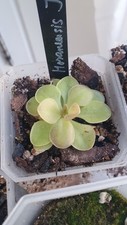 Pinguicula moranensis carnivor for sale  LONDON
