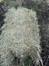 Lbs. orchard grass for sale  Pottsville