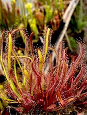 Drosera capensis plants for sale  BUDE