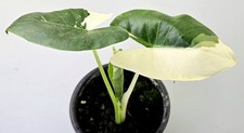 Schöne alocasia macrorrhiza gebraucht kaufen  Bielefeld