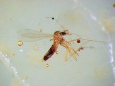 Pliocene amber africa for sale  WAKEFIELD