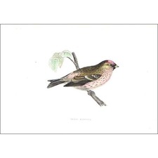 Birds mealy redpoll for sale Birds mealy redpoll for sale  GLASGOW