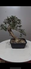 Pre bonsai olivastro usato  Reggello