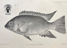 Fish print antique for sale  Shipping to Ireland