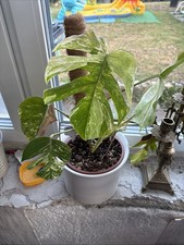 Monstera borsigiana albo gebraucht kaufen  Brakel