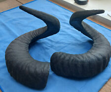 Hebridean sheep horns for sale  PRESTEIGNE