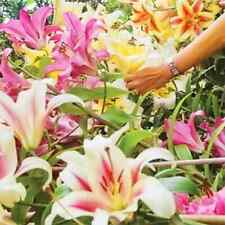 12 sementes mistas de lírio de árvore gigante flor grande perfumada planta de jardim de verão orgânica comprar usado  Enviando para Brazil