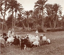 Algeria.oasis.shepherds sheep. d'occasion  Expédié en Belgium