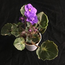 African violet plant for sale  Newport
