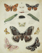 1851 antica stampa usato  Pozzallo