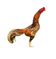 Brasilian wild aseel for sale  BEDFORD