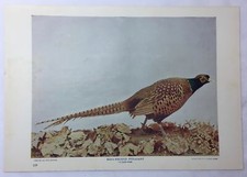pheasant print for sale pheasant print for sale Wilmington