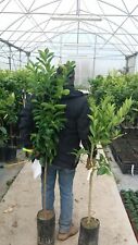 Pianta albero limone usato  Altamura