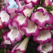 Penstemon laura jumbo for sale  IPSWICH