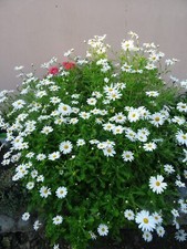 Blanches fleurs marguerites d'occasion  Saint-Cyprien