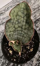 Sansevieria dracaena kirkii for sale  Mission