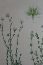 Fleur botanique planche d'occasion  Brioude