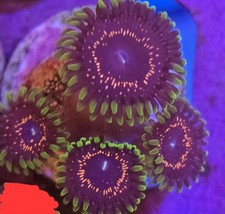Psychosis zoa heads for sale  DERBY
