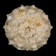 28mm detailed fossil for sale  Post Falls