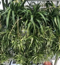 Hawaiian 4spider plants for sale  Lake Mary