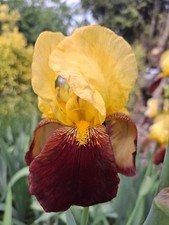 Iris germanica rajah for sale  HOUNSLOW