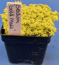 Sedum gold moss for sale  Jacksonville