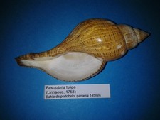 Fasciolaria tulipa coquillage d'occasion  Conty