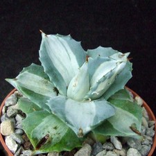 Agave isthmensis ohi for sale Agave isthmensis ohi for sale  EASTBOURNE