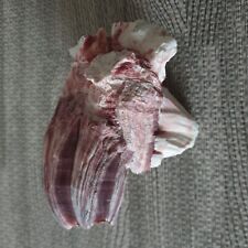 Sea shells barnacles for sale  BURTON-ON-TRENT