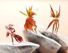Bonsai starter different for sale  BRISTOL