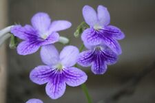 Streptocarpus bethan for sale  MAIDENHEAD