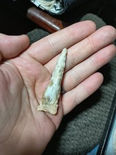 Authentic missouri paleo for sale  Bartlesville