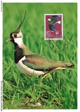 Auxp1 0041 oiseaux d'occasion  France