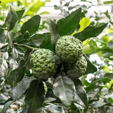 Semi kaffir lime usato  Vibo Valentia