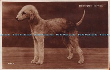 R249565 bedlington terrier for sale  WARLINGHAM