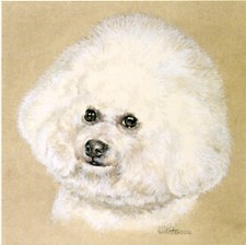 Bichon frise miniature for sale  San Antonio