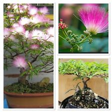 Silk tree sapling. for sale  GLOUCESTER