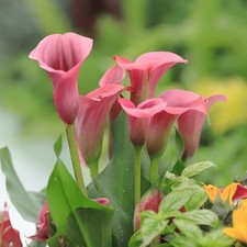 Easy grow calla for sale  Milwaukee