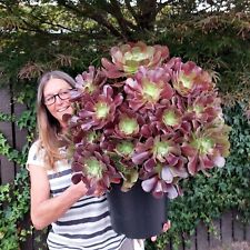 Aeonium velour large for sale  LEIGH