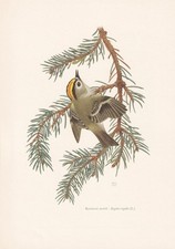 1960 goldcrest bird for sale  BIDEFORD