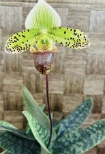 Paph. macabre venus for sale  Torrance