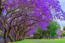 Jacaranda tree seeds for sale  Russell