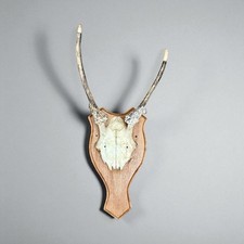 Vintage deer skull for sale  WALLINGFORD
