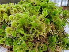 Super sphagnum moss for sale  USA