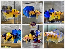 Live betta fish for sale  Houston